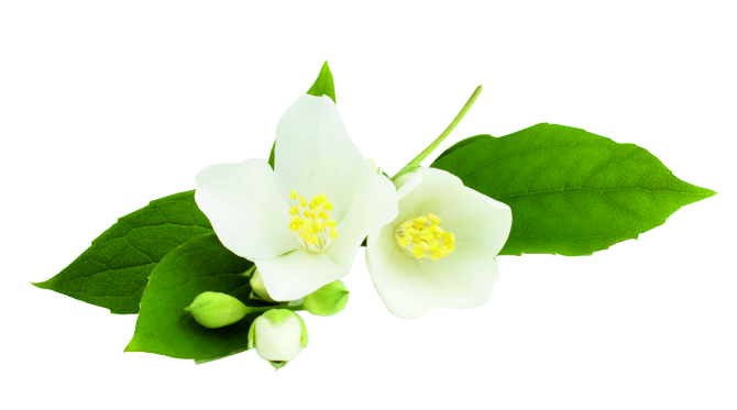 http://www.thai-massage-silberwald.at/media/Jasmin-removebg.png